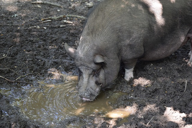 为羽毛球赛 为羽毛球赛